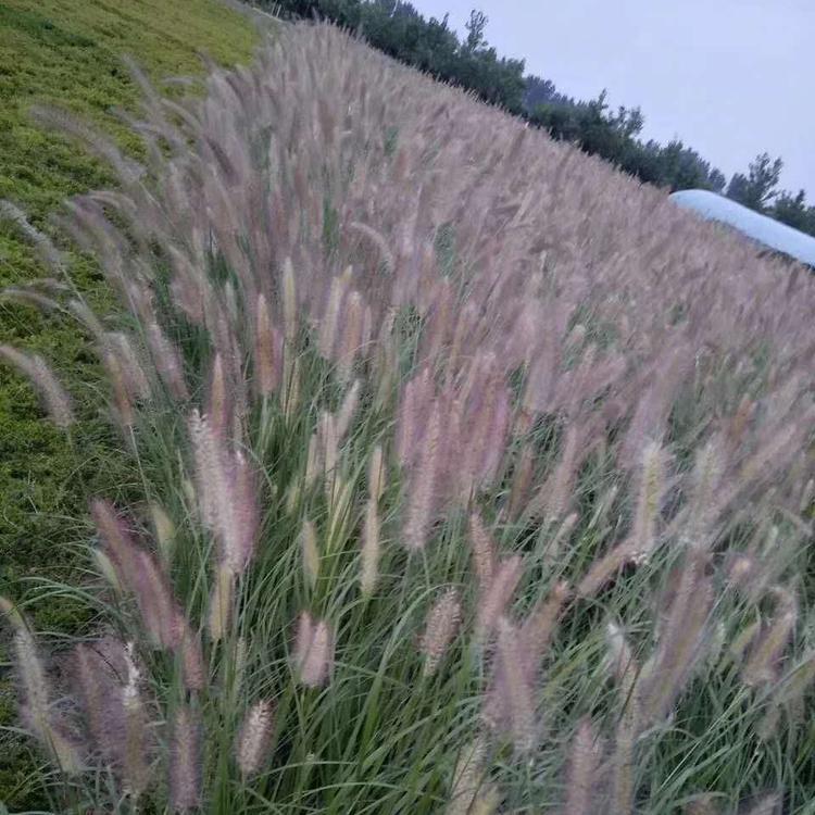紫穗狼尾草   供应紫穗狼尾草价格  基地   青州晶伟园林绿化