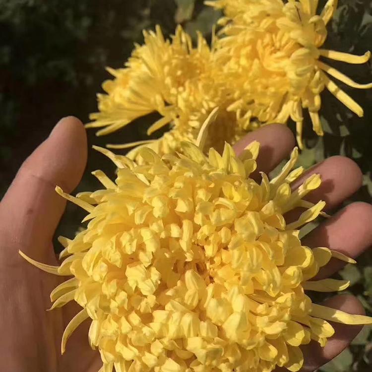 直销金丝皇菊苗 就选吴先彬药材种苗