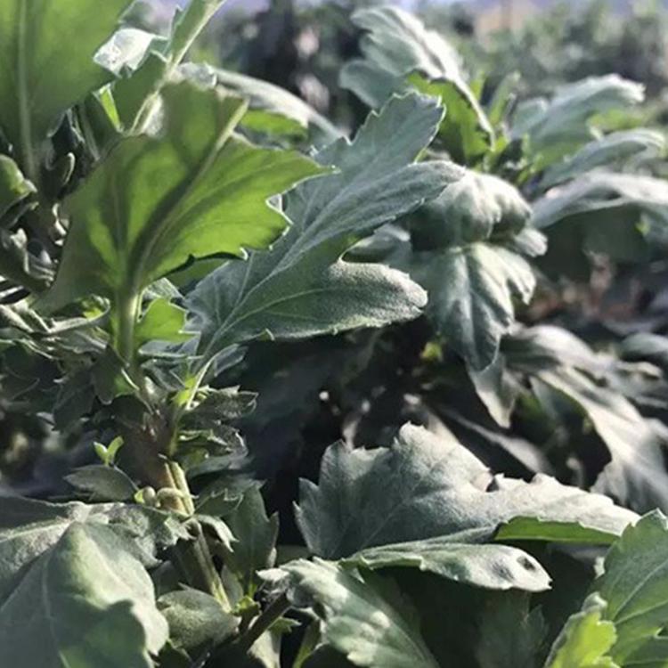 金丝皇菊苗_2020报价就选吴先彬药材种苗