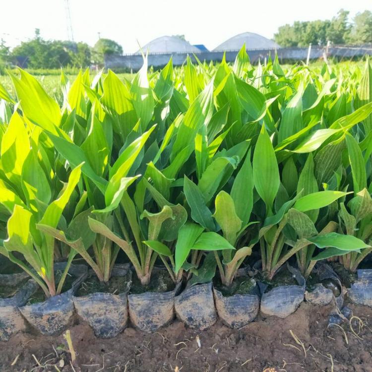 玉簪价格 玉簪基地 紫花玉簪苗  花卉苗木批发