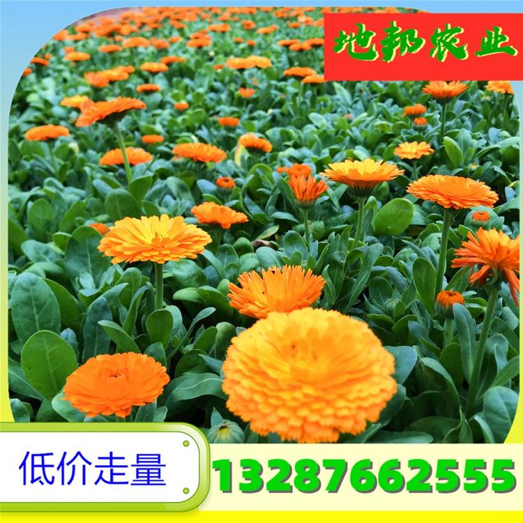 青州金盏菊大量批发 金盏菊价格 金盏菊批发