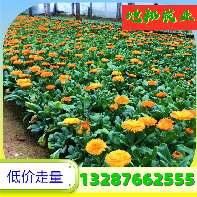 山西金盏菊大量批发 金盏菊价格 金盏菊批发绿化专用