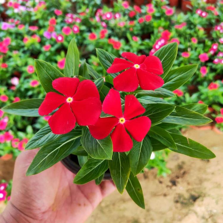 长春花价格 山东草花基地 天天开盆栽 多色进口长春花批发直销