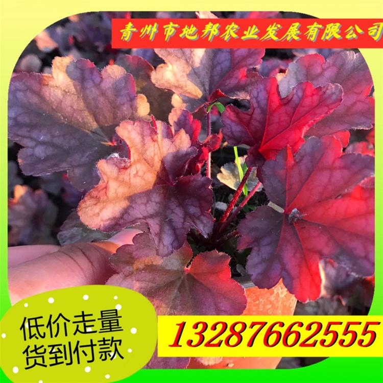 大量供应矾根 青州矾根 矾根价格多色矾根 现货供应 多色矾根培育基地
