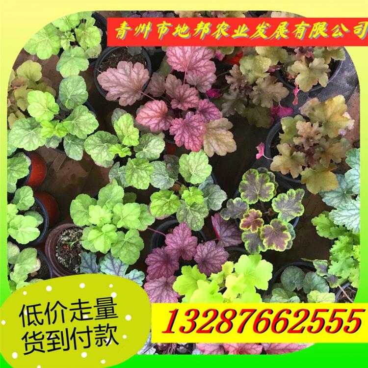 大量供应矾根 北京矾根 矾根价格多色矾根 现货供应 多色矾根培育基地矾根绿化专用