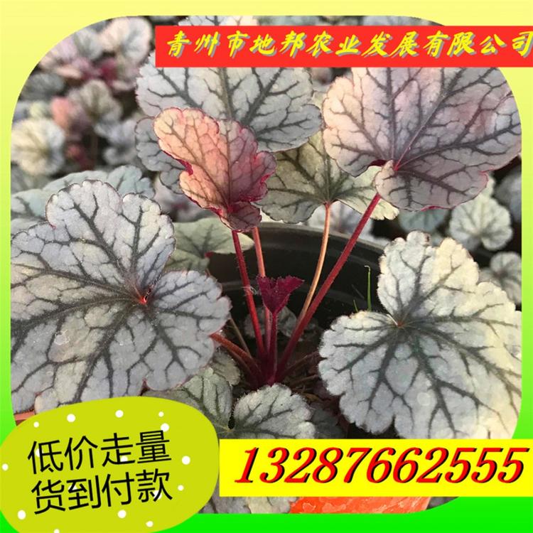 大量供应矾根 河南矾根 矾根价格多色矾根 现货供应 多色矾根培育基地矾根绿化专用