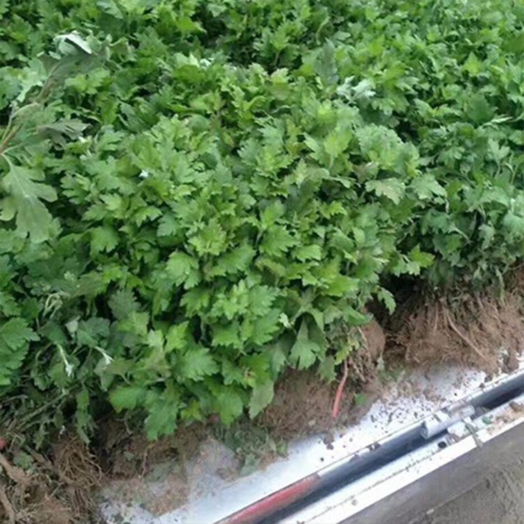 大朵金丝皇菊苗 金丝皇菊种植基地 品质优良_成活率高