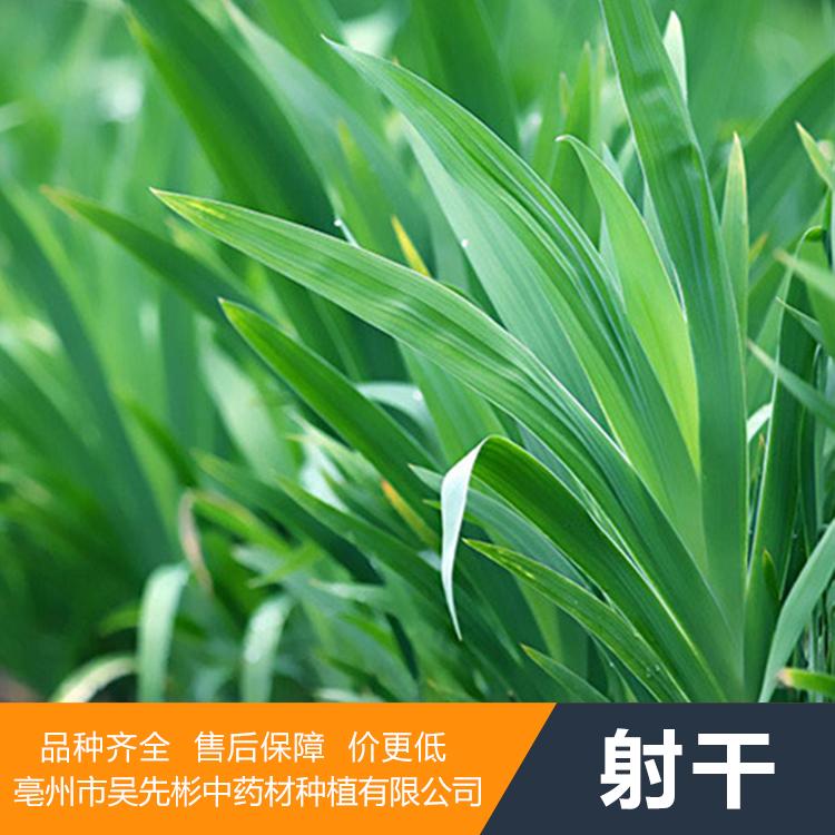优质射干苗供应 品质优良_成活率高