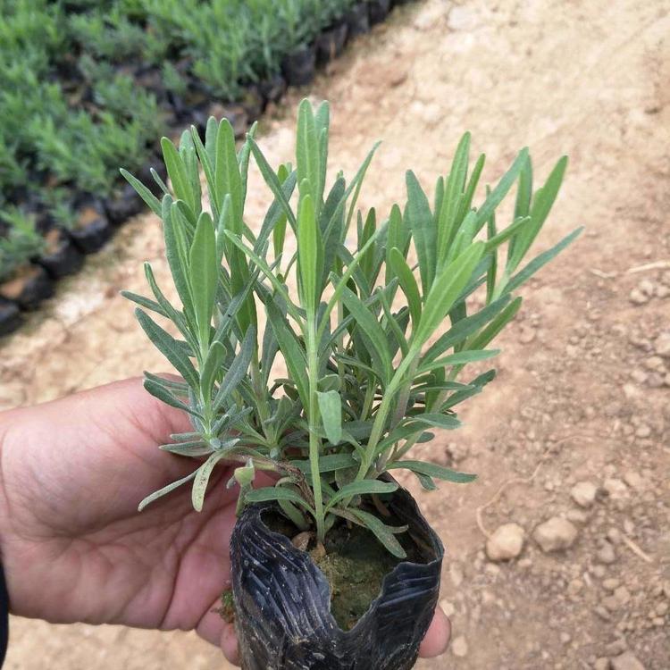 花海薰衣草   基地大量直销紫色薰衣草   薰衣草价格  青州晶伟园林