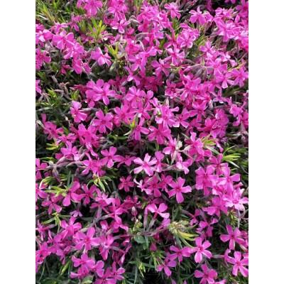 绿化芝樱基地 花海专用芝樱 青州芝樱小苗