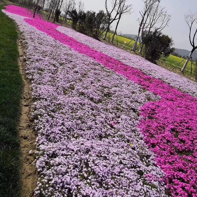 青州芝樱小苗 丛生福禄考价格 花海用苗找万亩花田