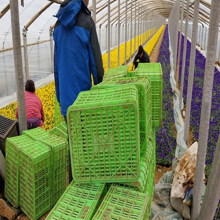 苗圃供应现货三色堇小苗 青州直销三色堇 三色堇小苗 盛诺园艺
