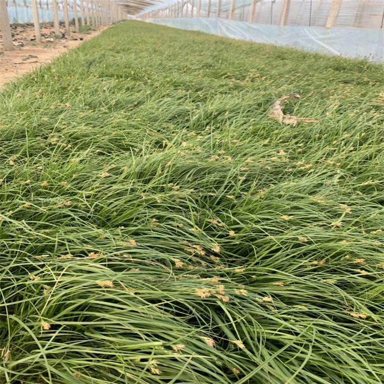 青绿苔草基地山东青州青绿苔草批发各种苔草常年现货供应