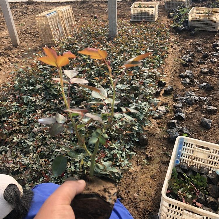 山西月季花 月季供应商 基地直销
