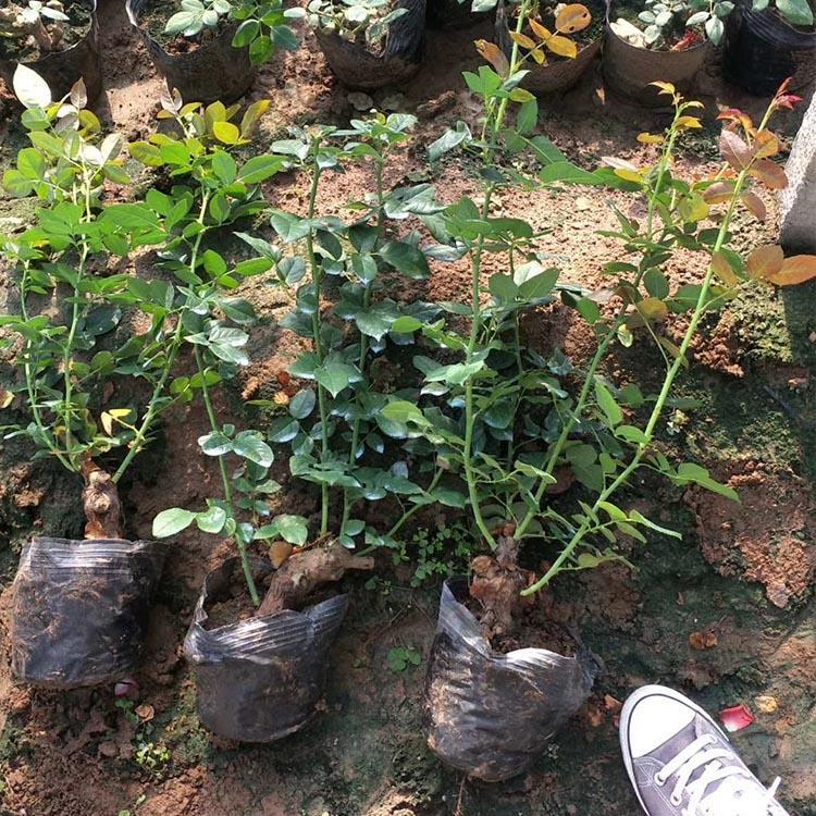 山西月季花 月季种植基地 基地直销