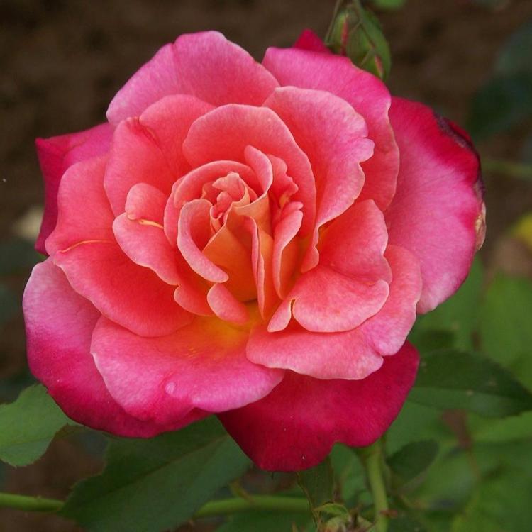 大量供应月季花 月季种植基地 基地直销