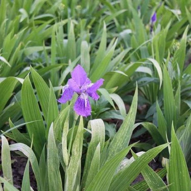 青州蓝花鸢尾 蓝花鸢尾报价 质量保障