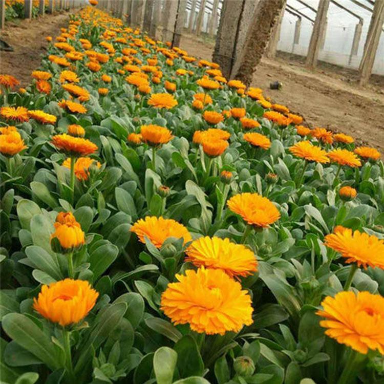 金盏菊供货商 价格从优 山东金盏菊