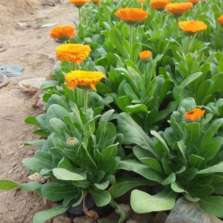 基地供应 金盏菊苗报价 青州金盏菊苗