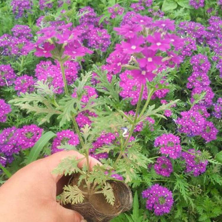 山东美女樱 价格从优 美女樱种植基地