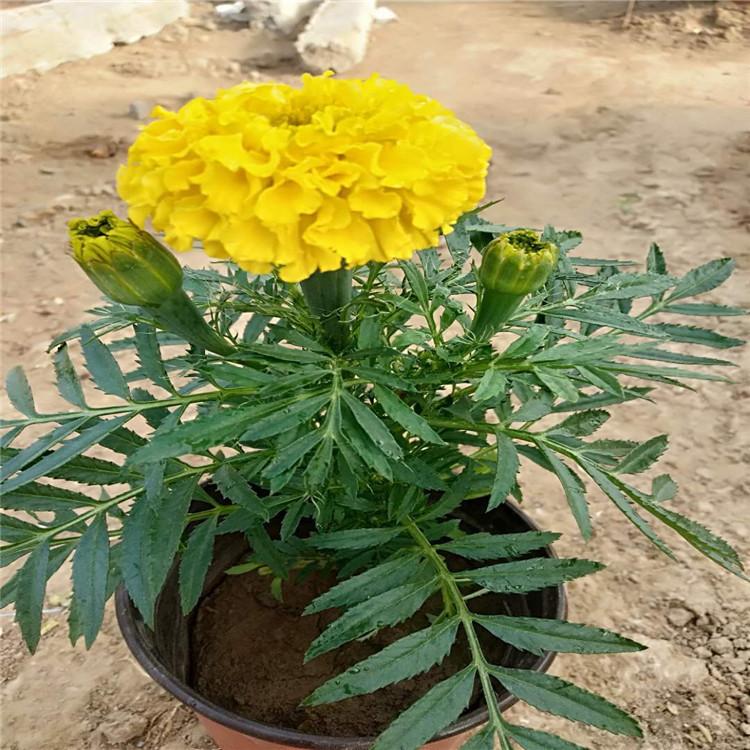 万寿菊绿化常见植物 万寿菊园林景区绿化工程