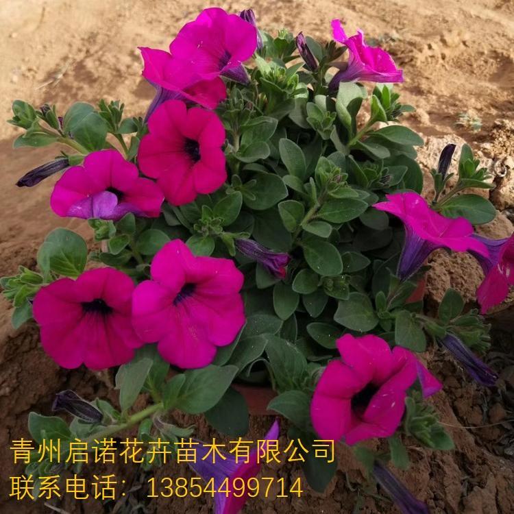 牵牛花价格 牵牛花种植基地 牵牛花批发 喇叭花 垂吊 花坛