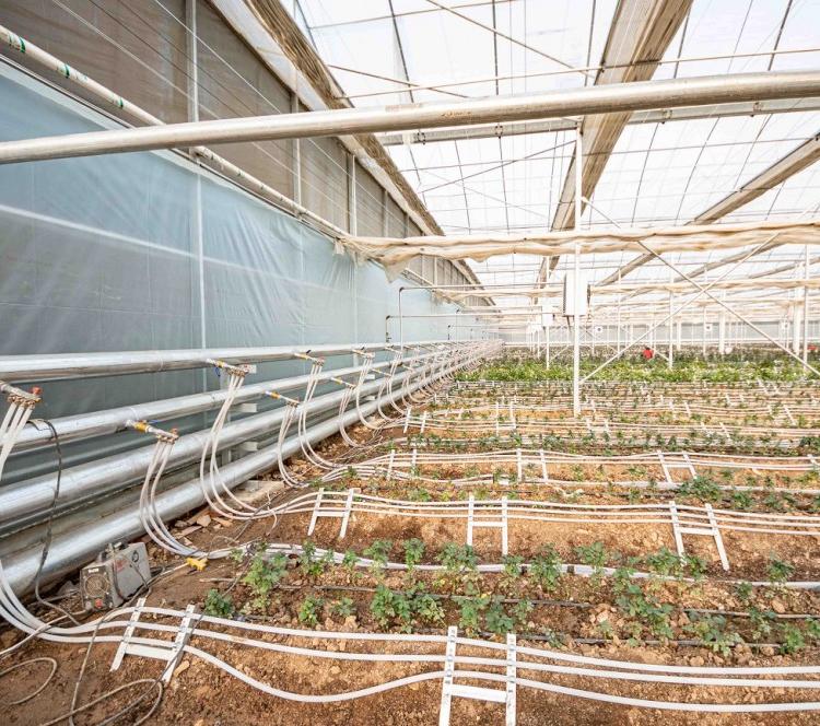玻璃薄膜温室蔬菜大棚  农业温室温控工程 青州爱信机械