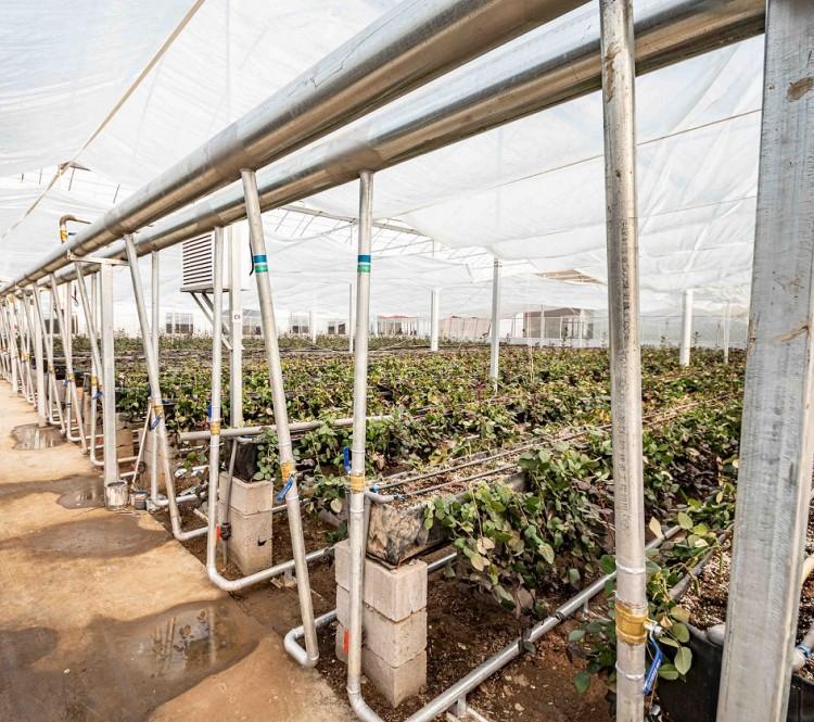 河北河南湖北湖南温室工程大棚工程 大型养殖场配套工程  农业温室温控工程 青州爱信机械