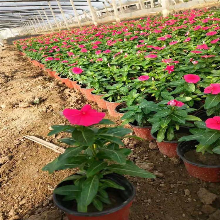 长春花山东苗圃基地批发 长春花量大从优