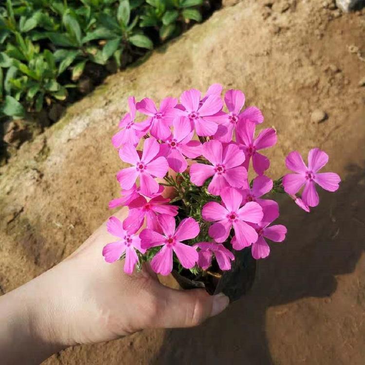 出售芝樱 芝樱小苗 量大从优