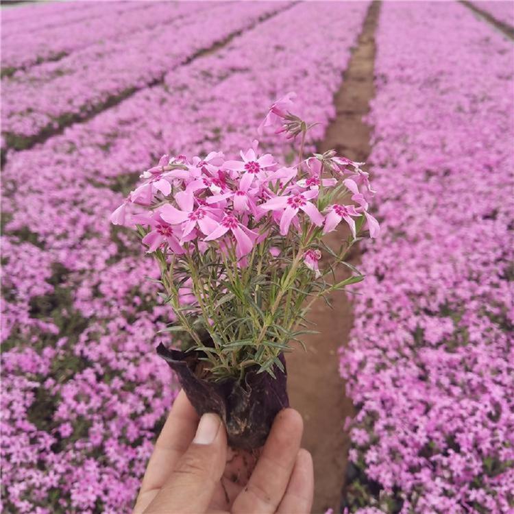 供应芝樱 芝樱种植基地 质量保障