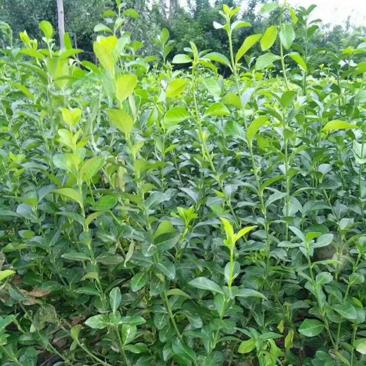 山东大叶扶芳藤价格  扶芳藤种植密度