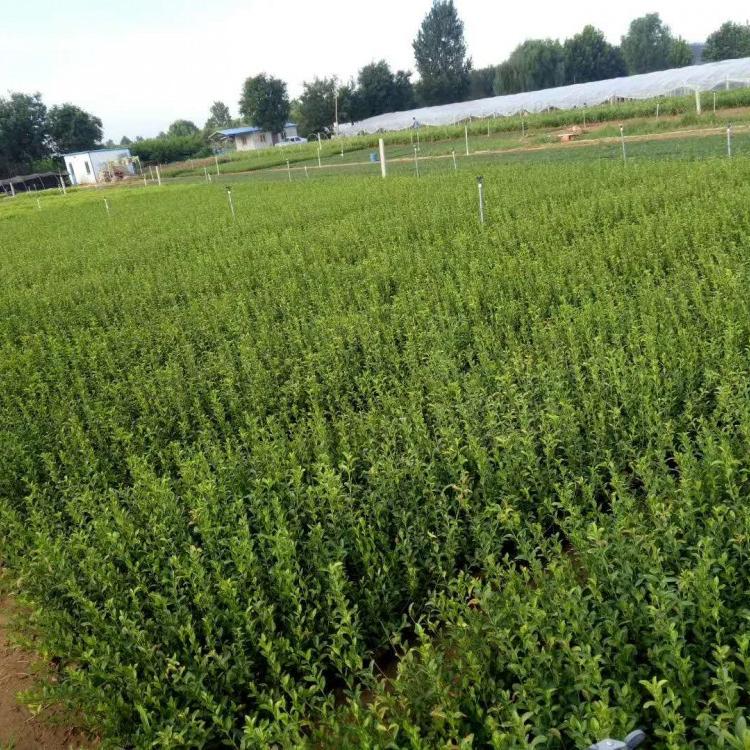 天津大叶扶芳藤绿篱  扶芳藤楼顶绿化