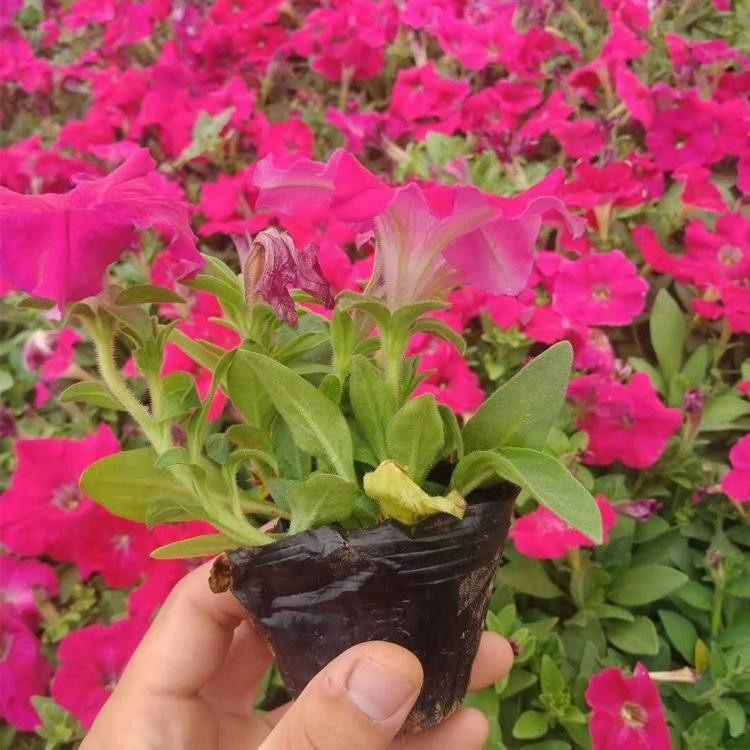 基地大量批发 垂吊牵牛杯苗 慧帆 租摆花卉供应