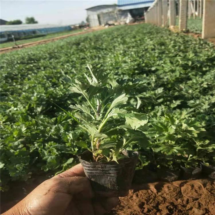 地被菊小苗 青州地被菊价格