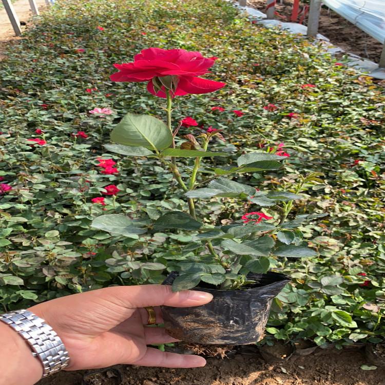 青州大花月季 大花月季价格 丽都花卉