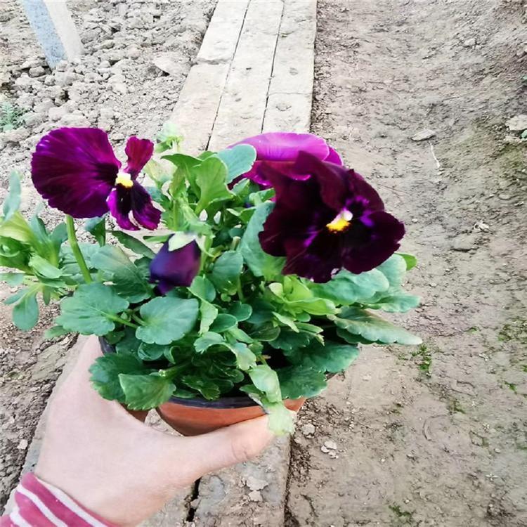 长期出售三色堇 三色堇种植基地 量大从优