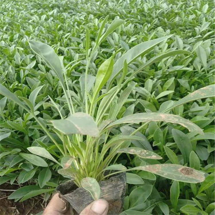 大花金鸡菊价格