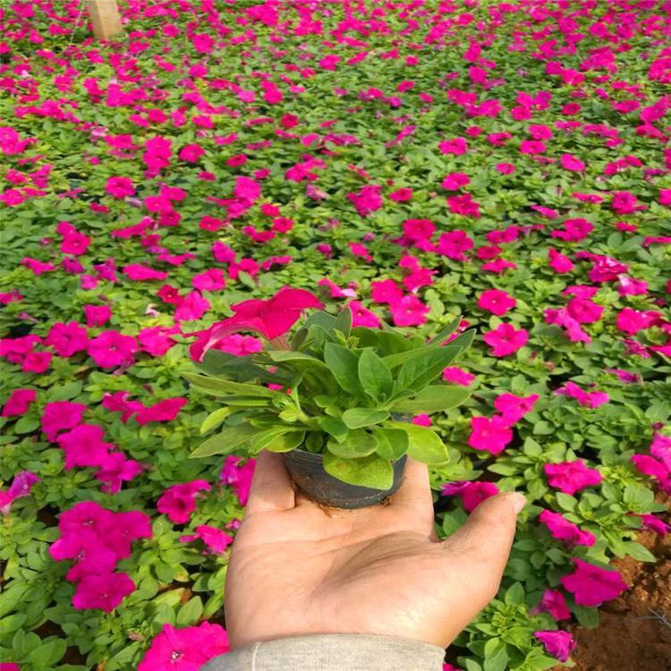 粉色矮牵牛 矮牵牛批发基地