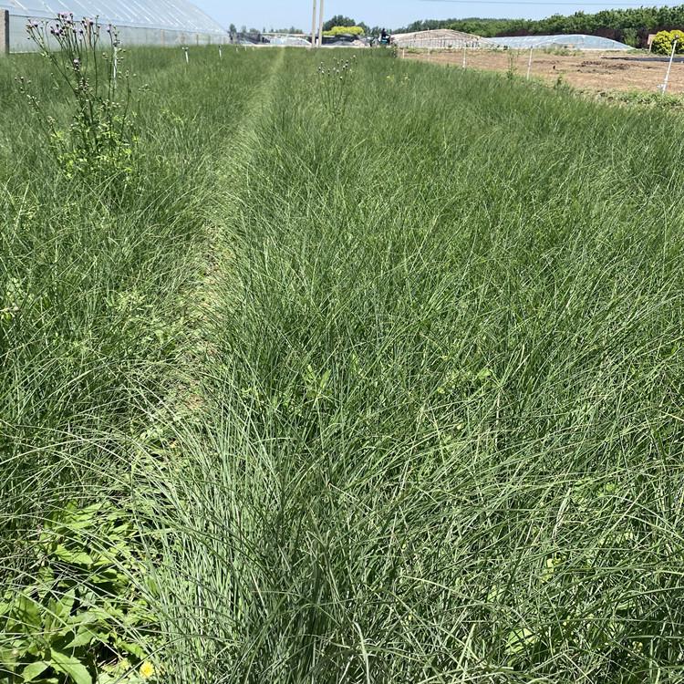 班叶芒  班叶芒价格 班叶芒基地  班叶芒农户自产