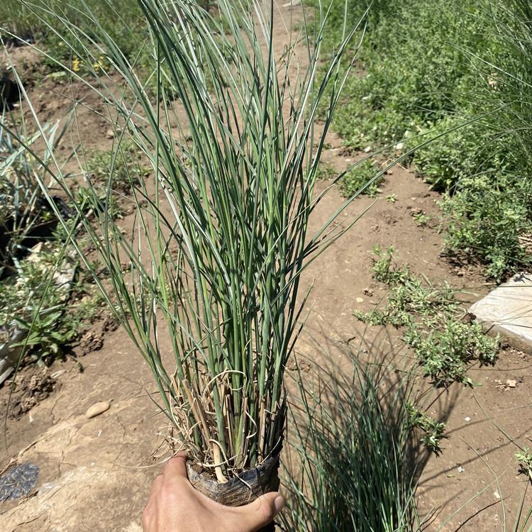 细叶芒 大量基地直供细叶芒 细叶芒价格