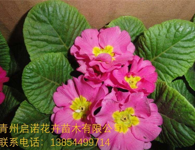 报春 报春花价格 报春批发 花坛 多色报春