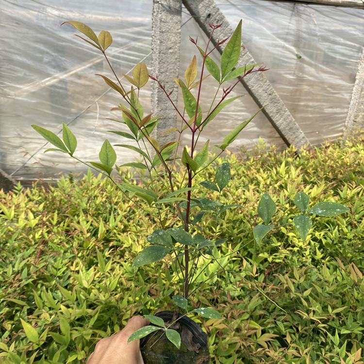 南天竹价格 南天竹直销批发  同丰园林