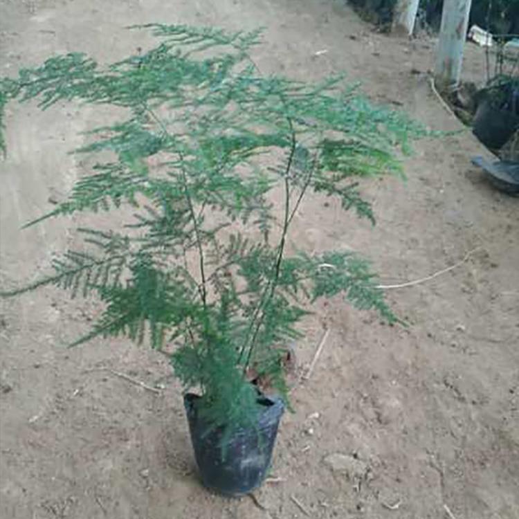 文竹种植基地 文竹盆栽批发商 四季常青文竹供应商