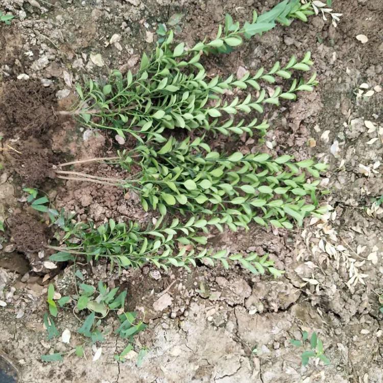 山东大叶黄杨基地 冬青供冬青绿篱规格