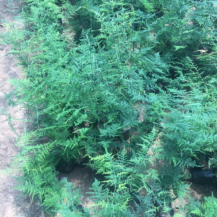 盆栽植物基地直销 文竹盆栽批发 文竹苗供应