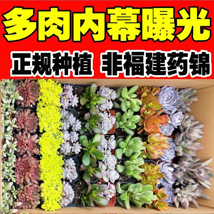 多肉批发商 盆栽多肉种植基地 老桩多肉花卉供应