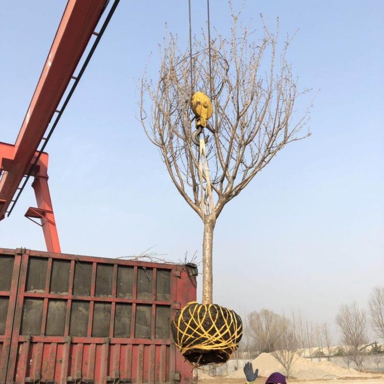 樱花树大量供应  青州批发基地  3到20公分 各种规格