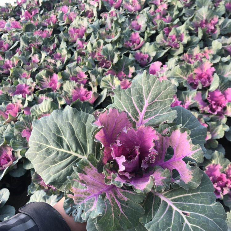 大量供应大冠幅羽衣甘蓝  青州批发基地  蓝白双色