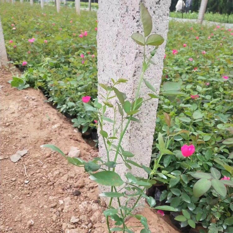 丰花月季出售  青州基地  大量批发红帽月季  各种品种